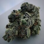 Dense, frosty cannabis bud Candy Cane