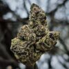 Biscotti Gelato Strain prime exotics