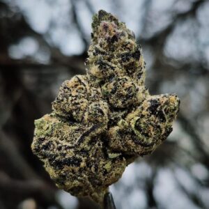 Biscotti Gelato Strain prime exotics