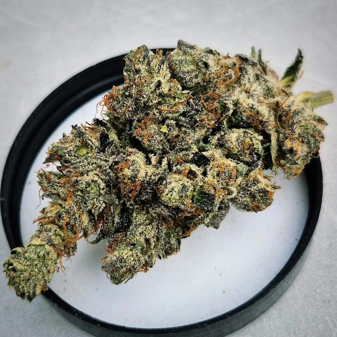 cali octane strain dense frosty gas buds