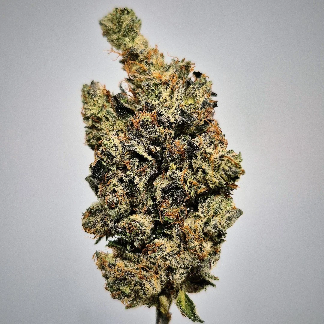 Cali Octane - Image 2