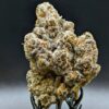 Alaskan Thunder Fuck strain premium cannabis bud Toronto