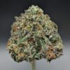 Girl Scout Cookies strain frosty cannabis bud