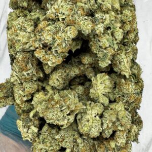 Red Congo 100% Sativa